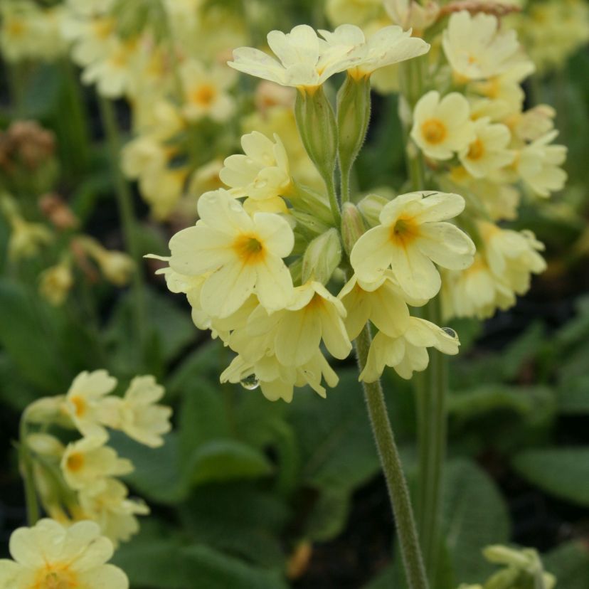 STM - Primula elatior
