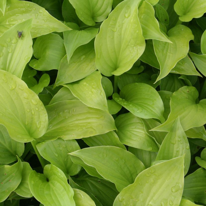 Hosta plantaginea 'Grandiflora'