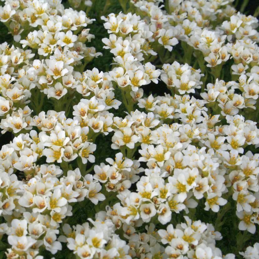 Saxifraga apiculata 'Alba'
