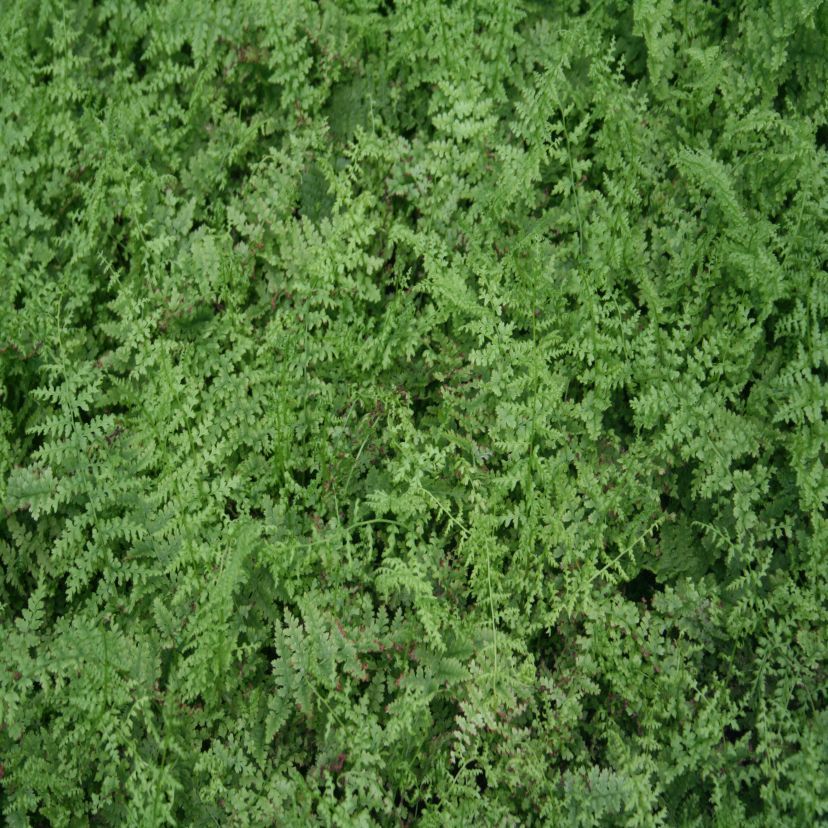 Athyrium filix-femina