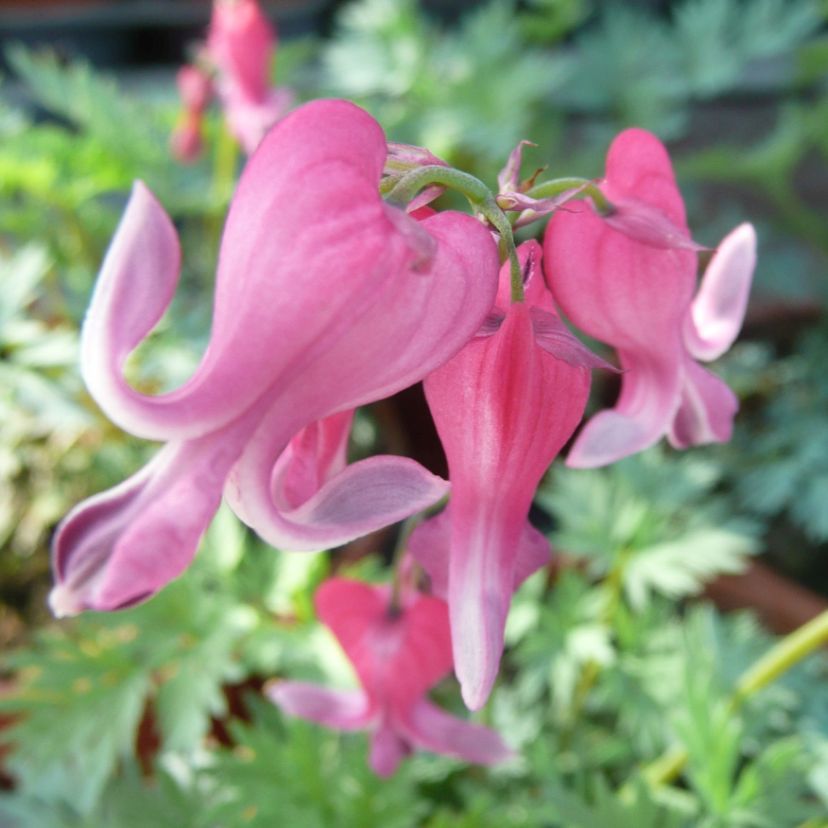 STM - Dicentra formosa 'Red Fountain'  -R-