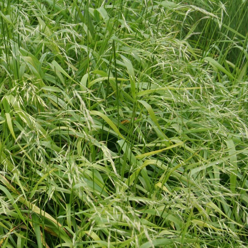 STM - Festuca gigantea