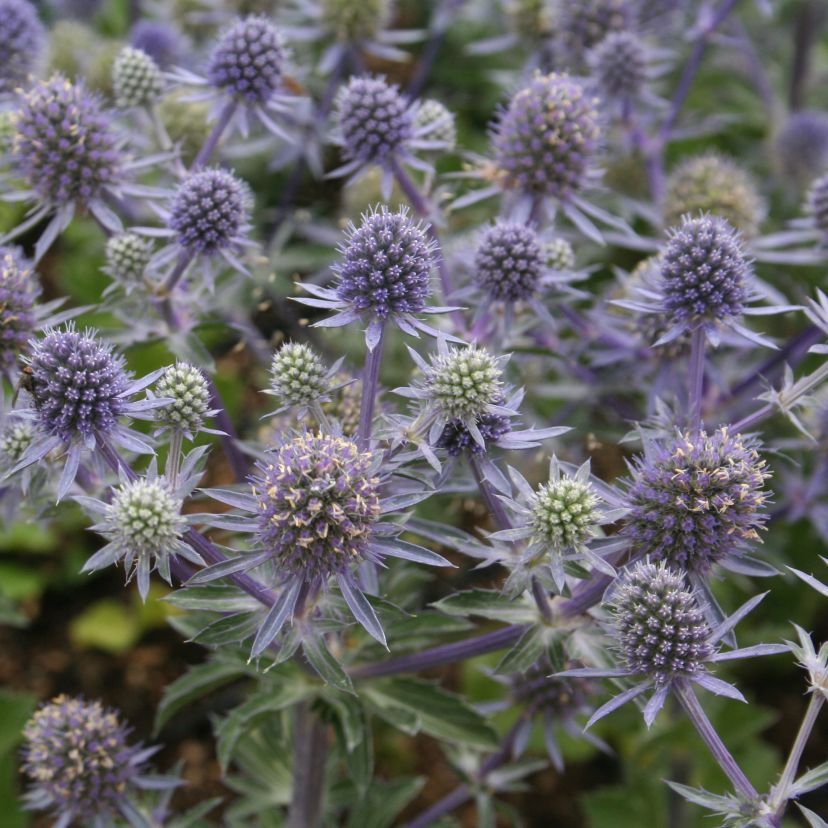 Eryngium planum 'Blue Hobbit'