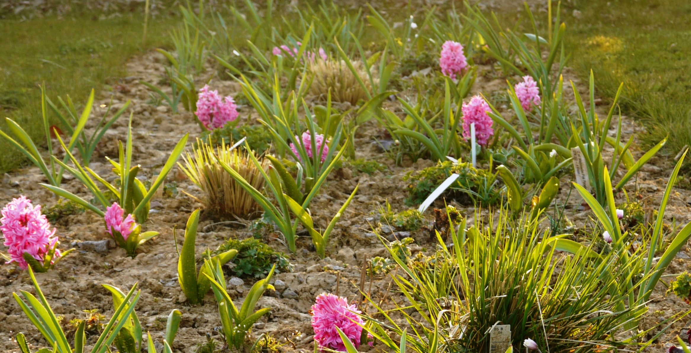 Pink Paradise - Zwiebel-und Knollenmischung