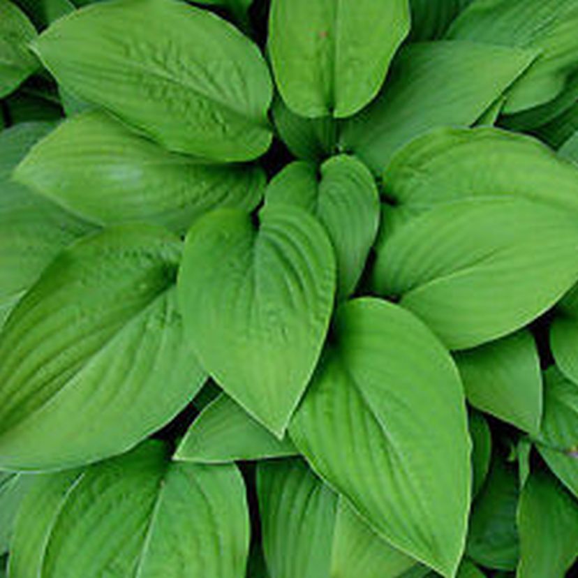 STM - Hosta elata