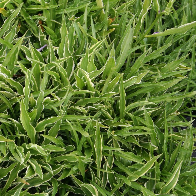 STM - Hosta pulchella 'Stiletto'