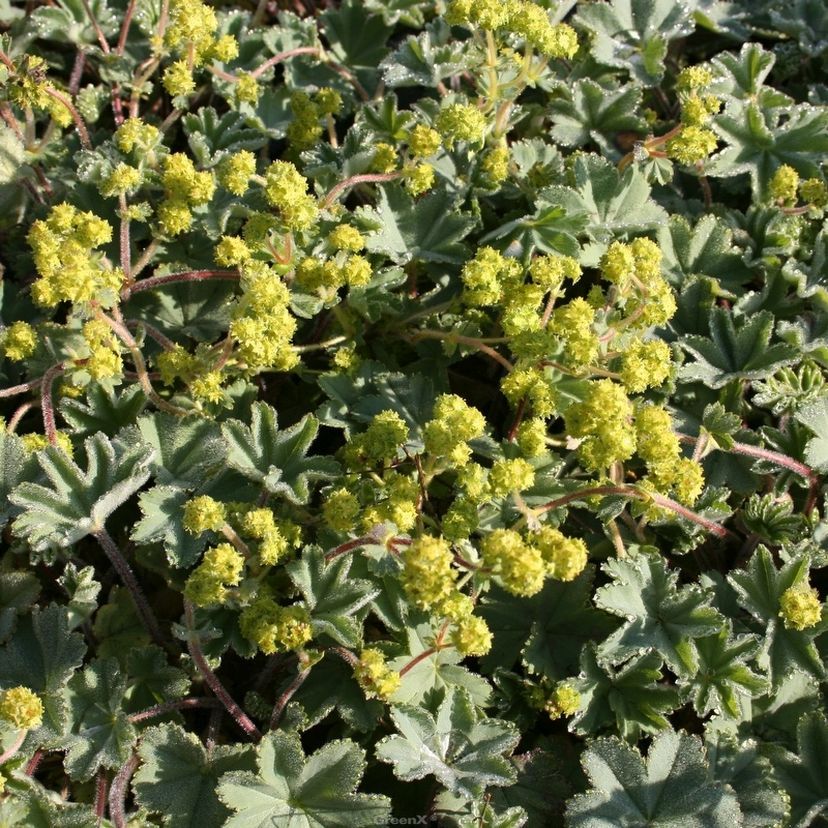 Alchemilla erythropoda