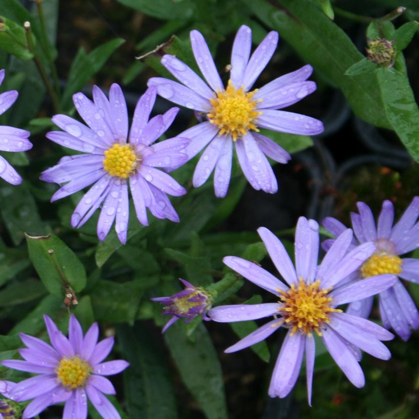 Aster laevis 'Blauschleier'