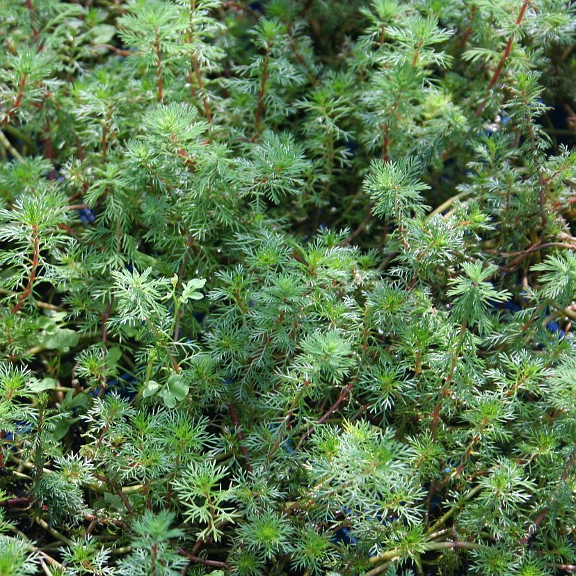 STM - Myriophyllum hippuroides