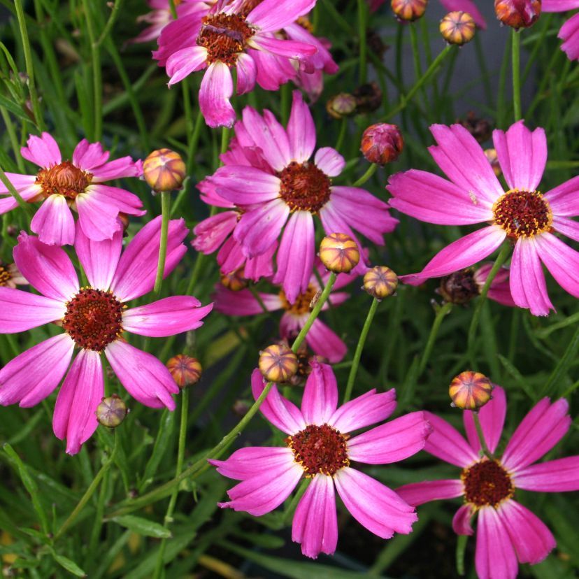 STM - Coreopsis rosea 'Pink Sapphire'
