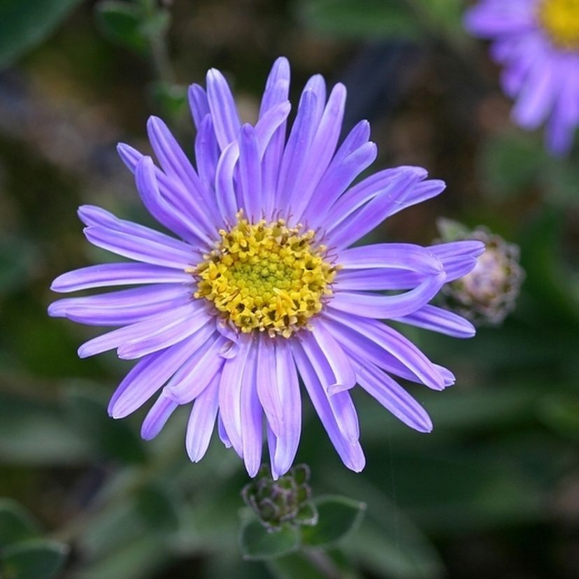 Aster amellus 'Breslau'