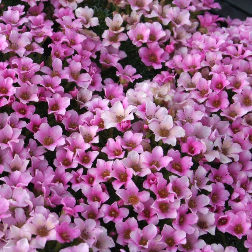 Saxifraga x anglica 'Grace Farwell'
