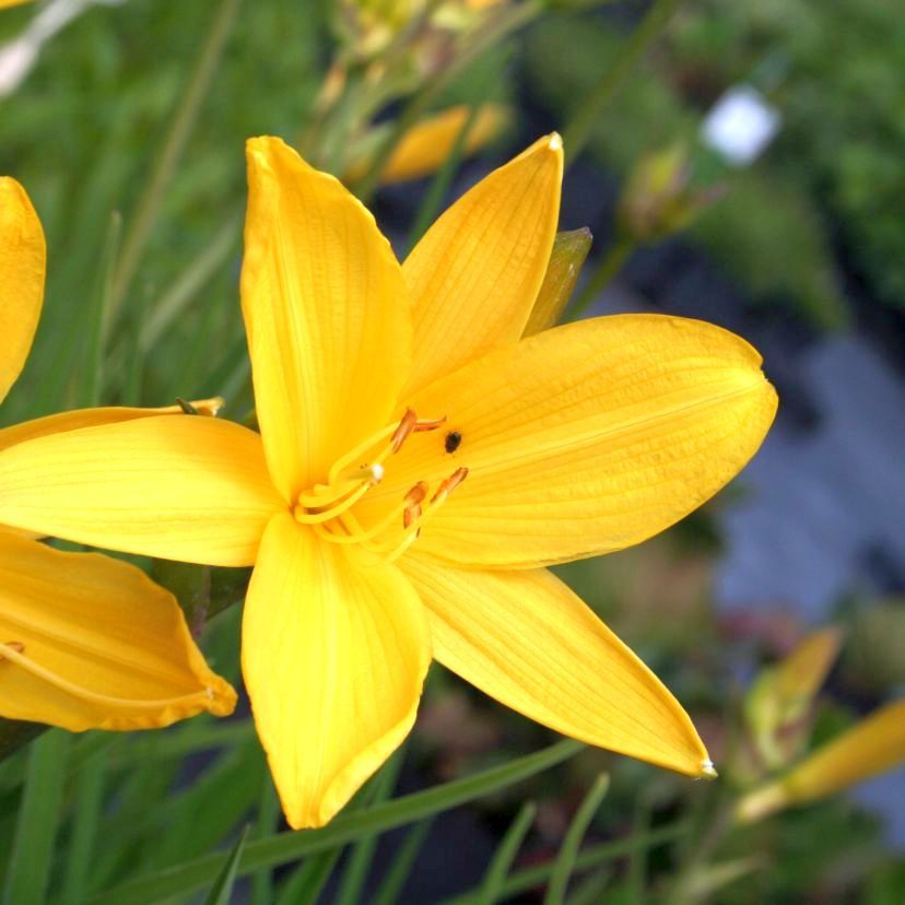 Hemerocallis dumortieri