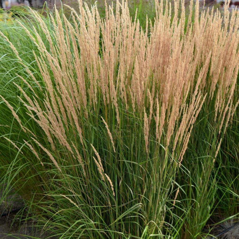STM Calamagrostis x acutiflora 'Karl Foerster' P 0,5 sim200773.1
