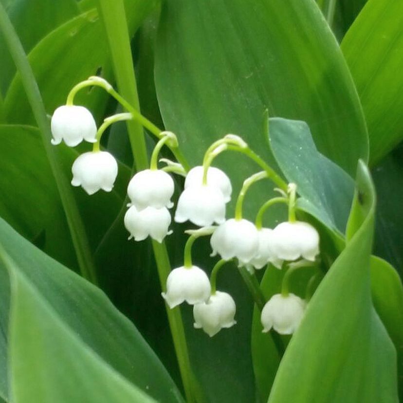 Convallaria majalis 'Grandiflora'