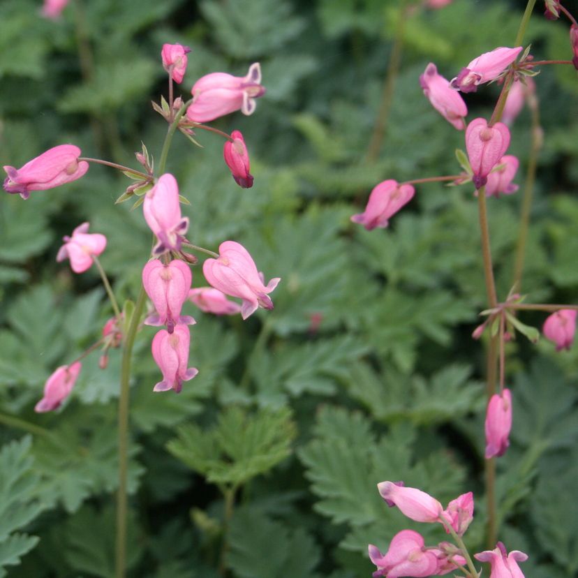 STM - Dicentra formosa 'Amore Rose'  -R-