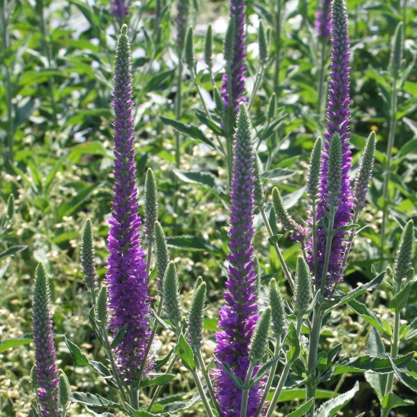 STM - Veronica spicata 'Atomic Red'