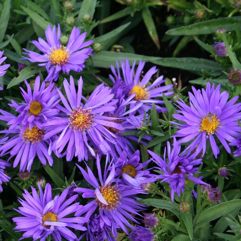 STM - Aster dum. dunkelblau