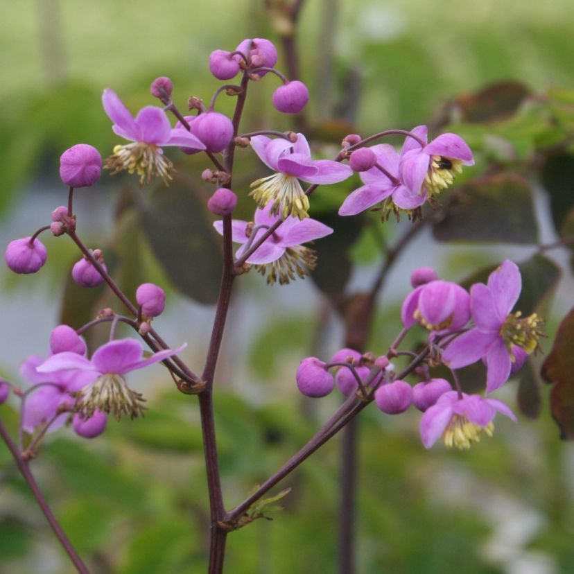 STM - Thalictrum rochebrunianum