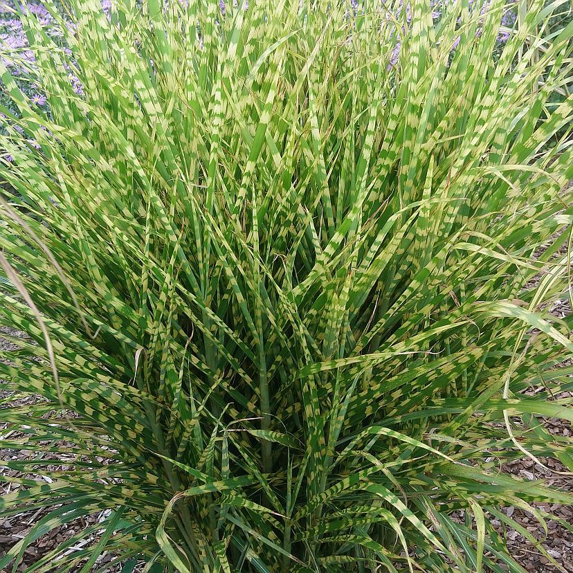 Miscanthus sinensis 'Gold Bar'