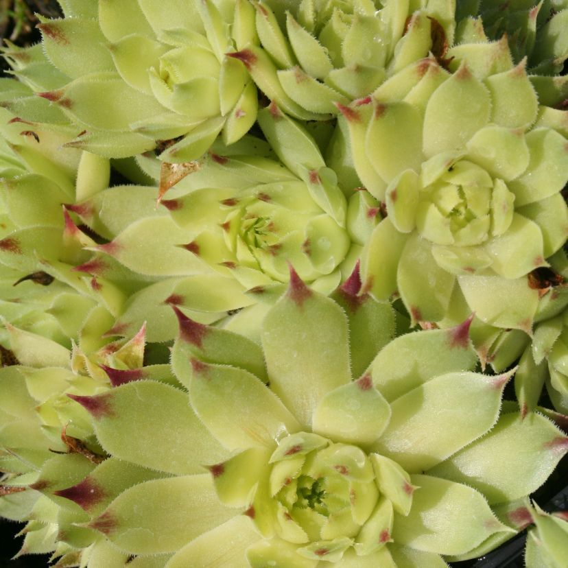 Sempervivum calc. 'Mrs. Guiseppi'