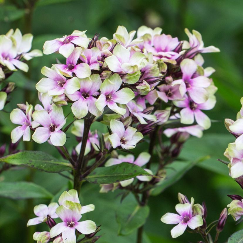 Phlox panic. 'Mystique Green'