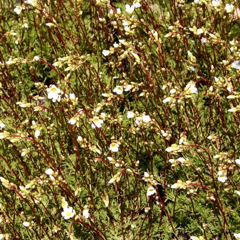 STM - Saxifraga trifurcata