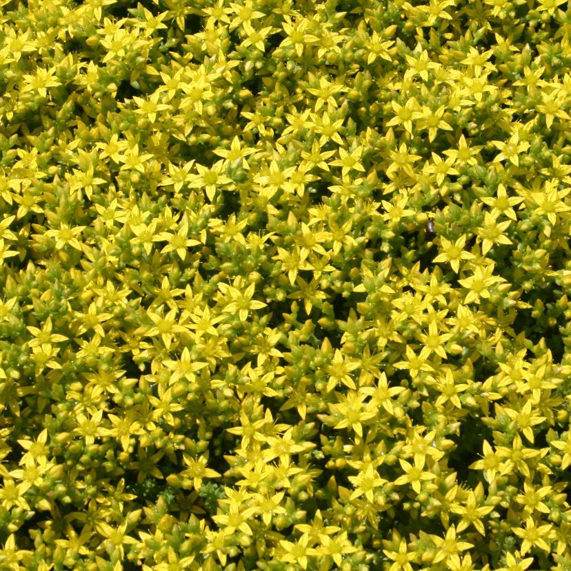 Sedum acre