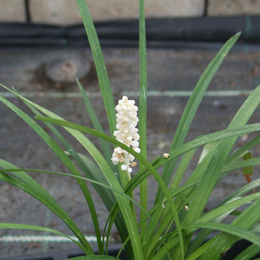 STM - Liriope muscari 'Monroe's White'