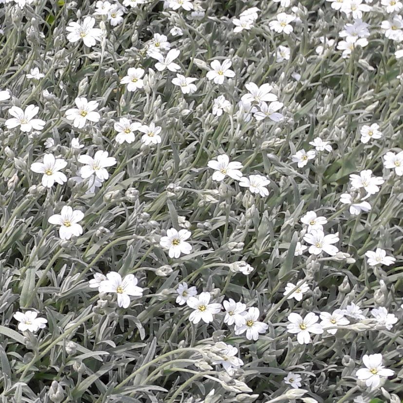 Cerastium tom. 'Silver White'