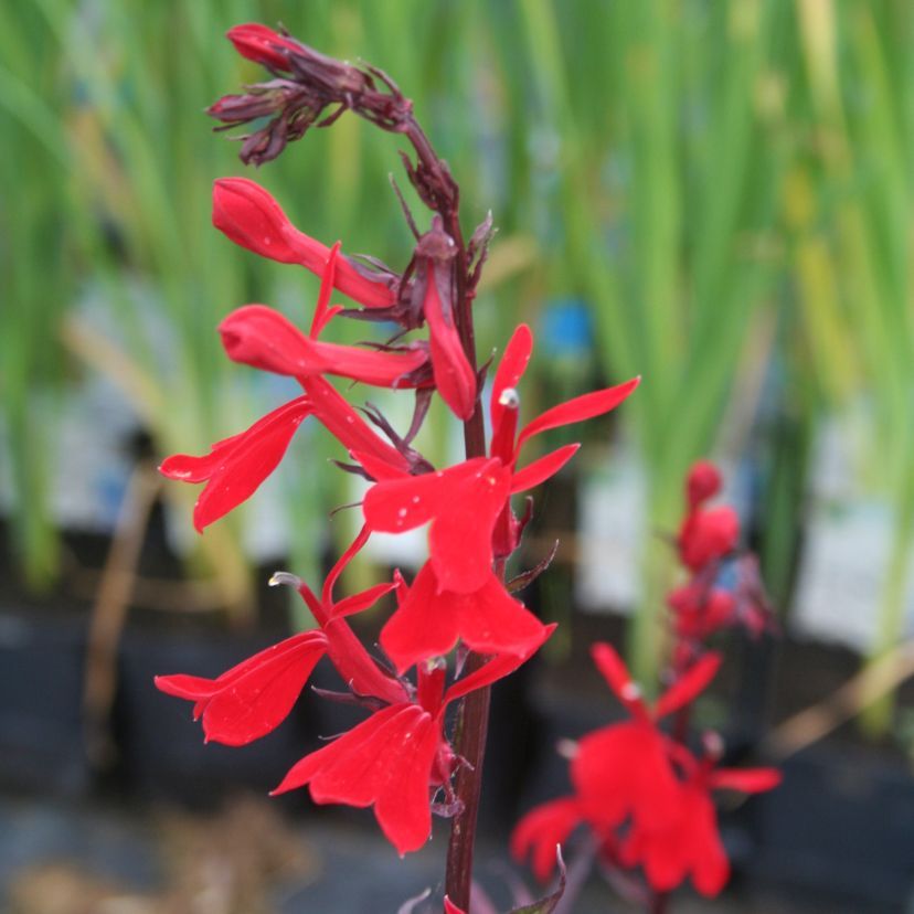 STM - Lobelia speciosa 'Fan Zinnober Rot'