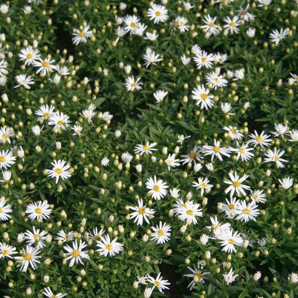 STM - Aster dum. 'Schneezicklein'