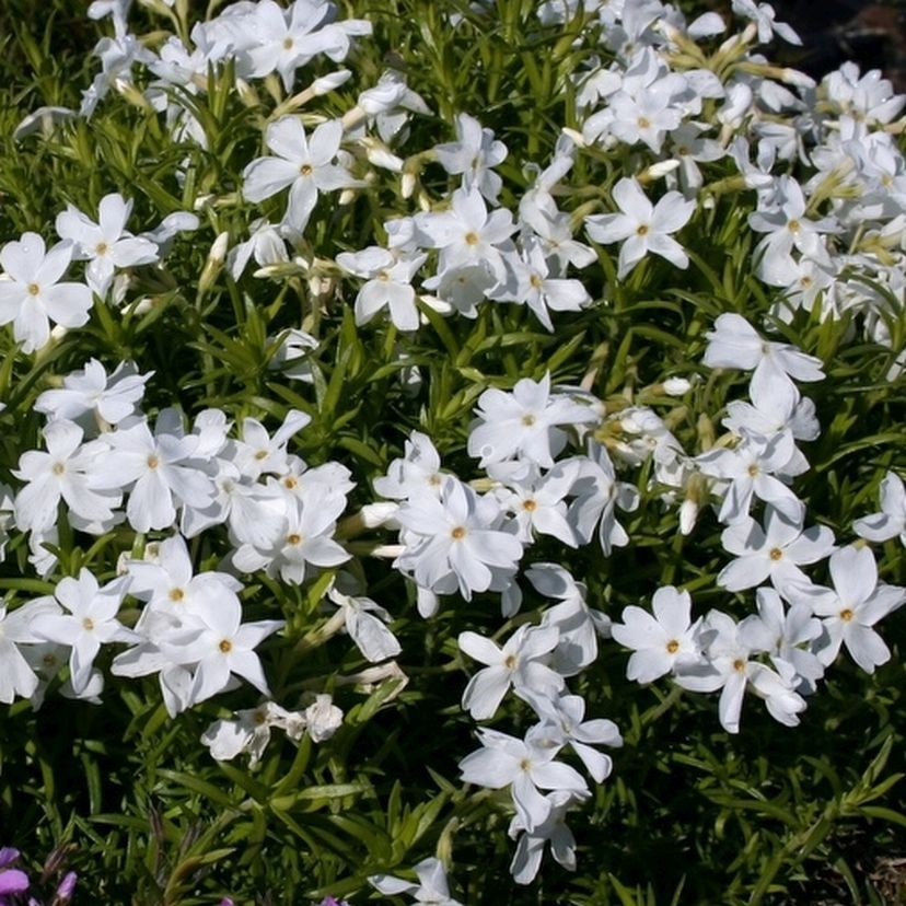 Phlox sub. 'White Delight'