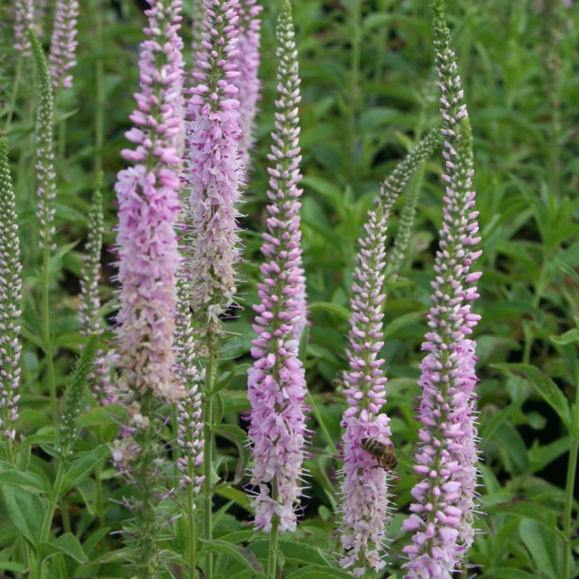 Veronica spicata 'Fairytail'
