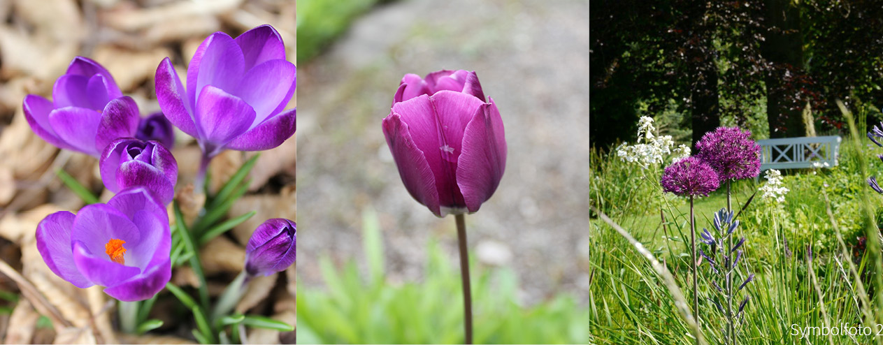Magic Blue - Zwiebel-und Knollenmischung