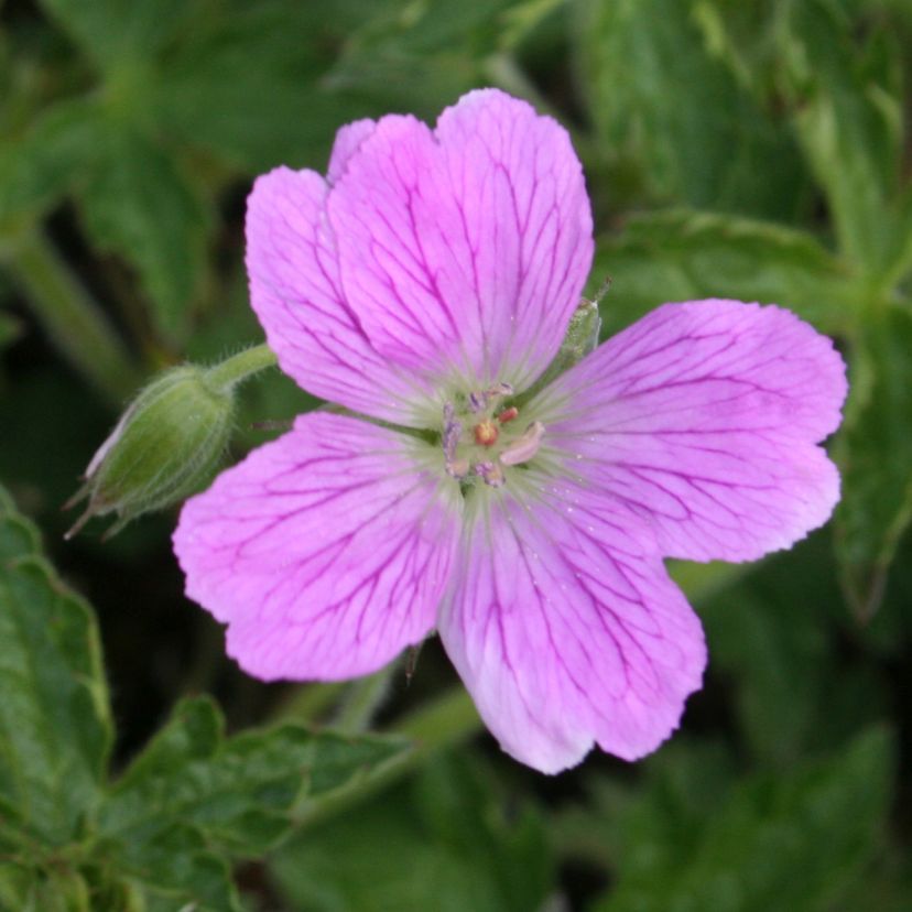 Geranium x oxonianum 'Claridge Druce'