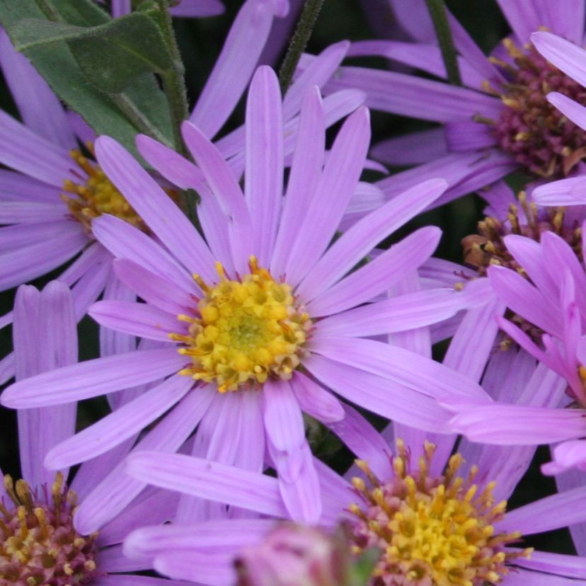 Aster amellus 'Lady Hindlip'