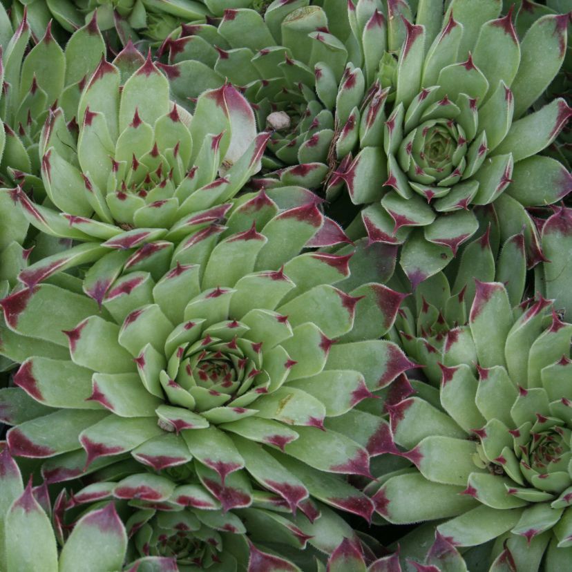 Sempervivum-Hybride 'Simplonstern'