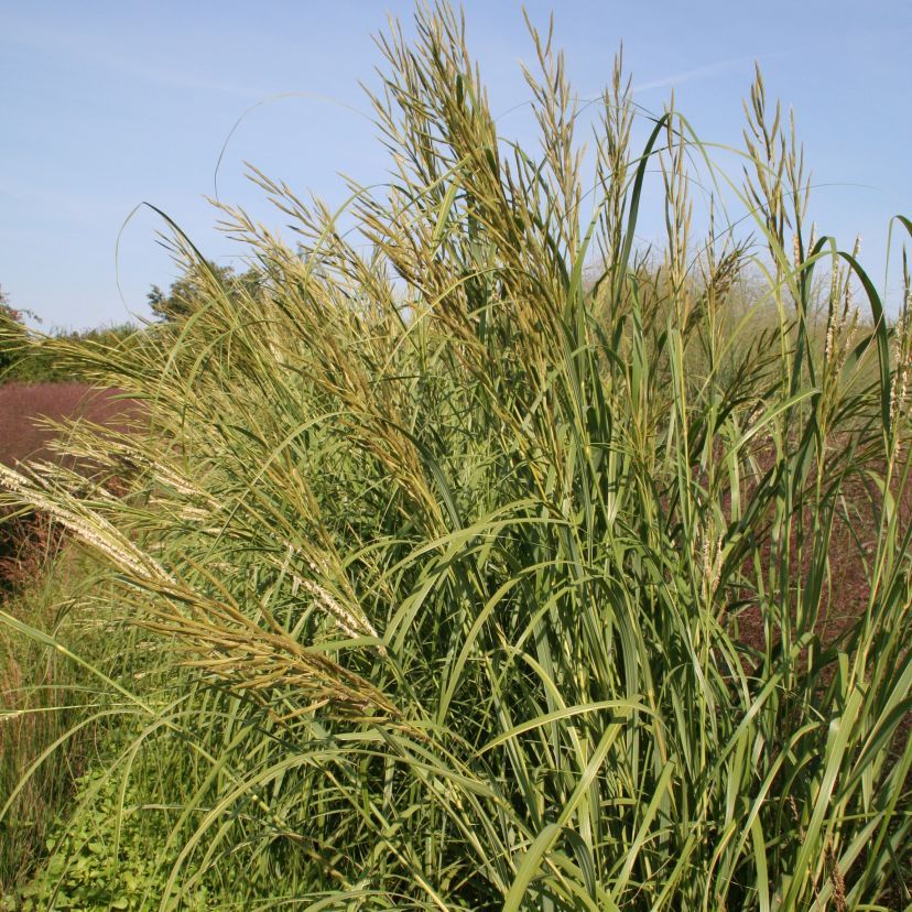 Spartina pectinata 'Aureomarginata'