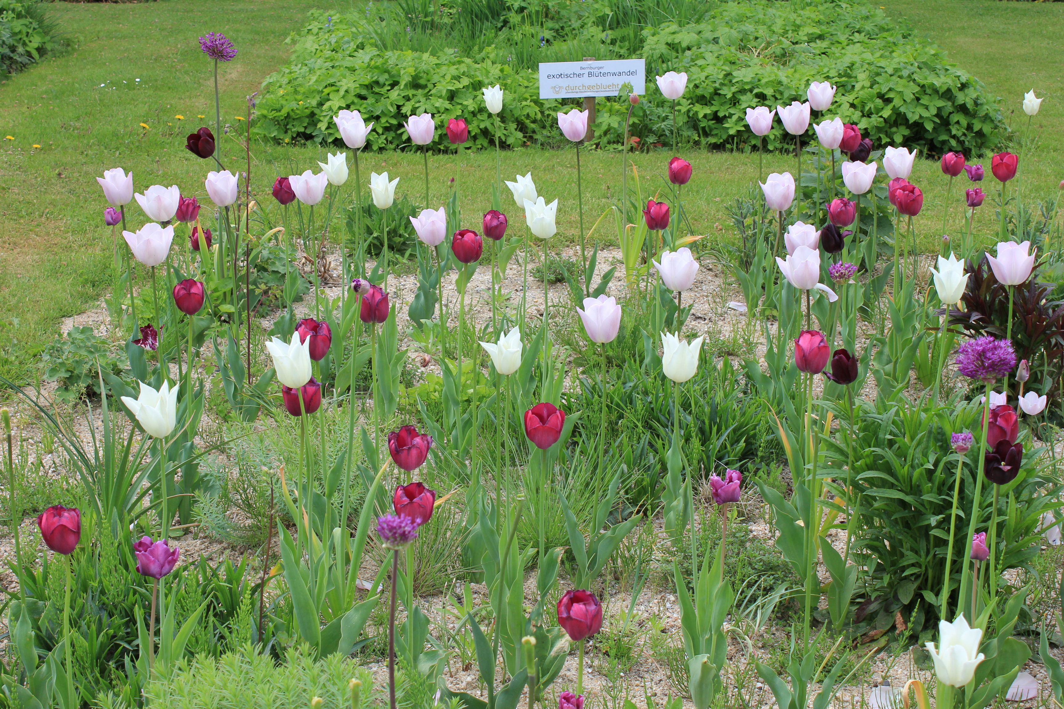 Magic Blue - Zwiebel-und Knollenmischung