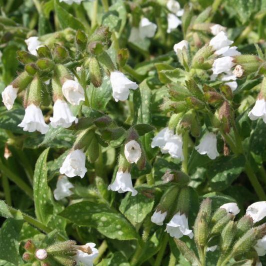 Pulmonaria officinalis 'Sissinghurst White'