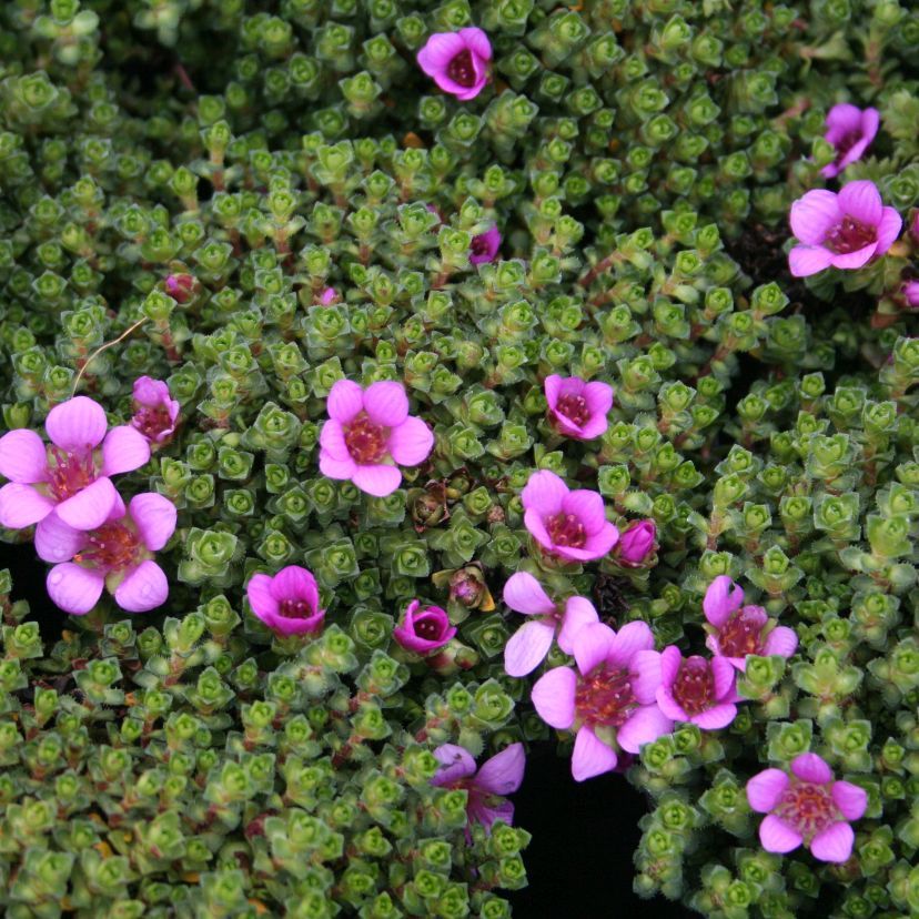 Saxifraga oppositifolia