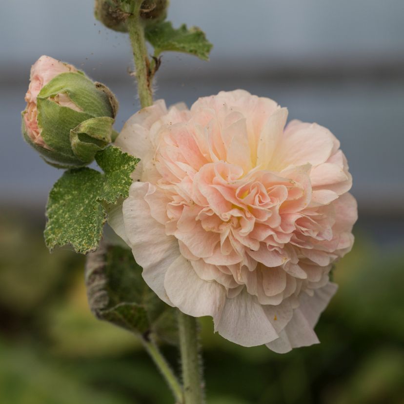 Alcea rosea 'Pl. Apricot'