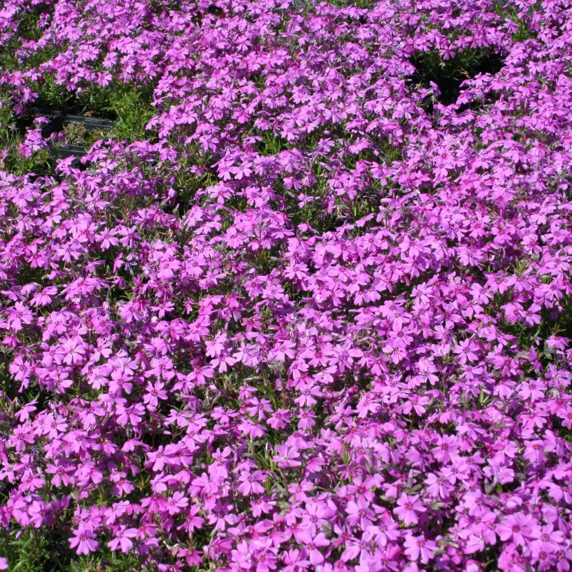 Phlox sub. 'Samson'