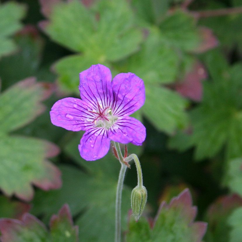 STM - Geranium wlassovianum 'Typ Zeppelin'