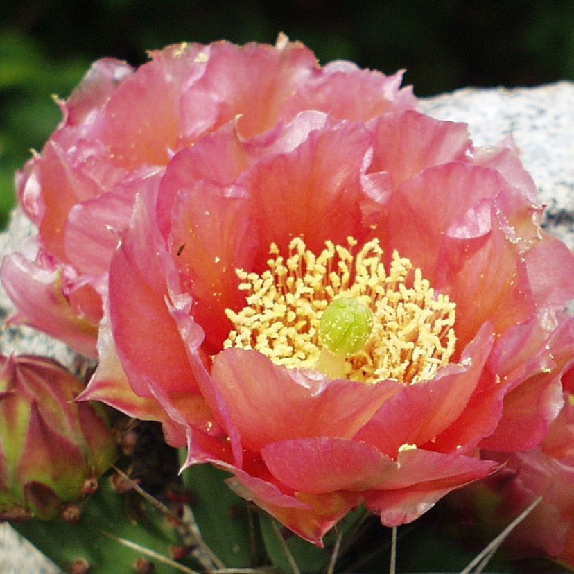 Opuntia phaeacantha sim203506