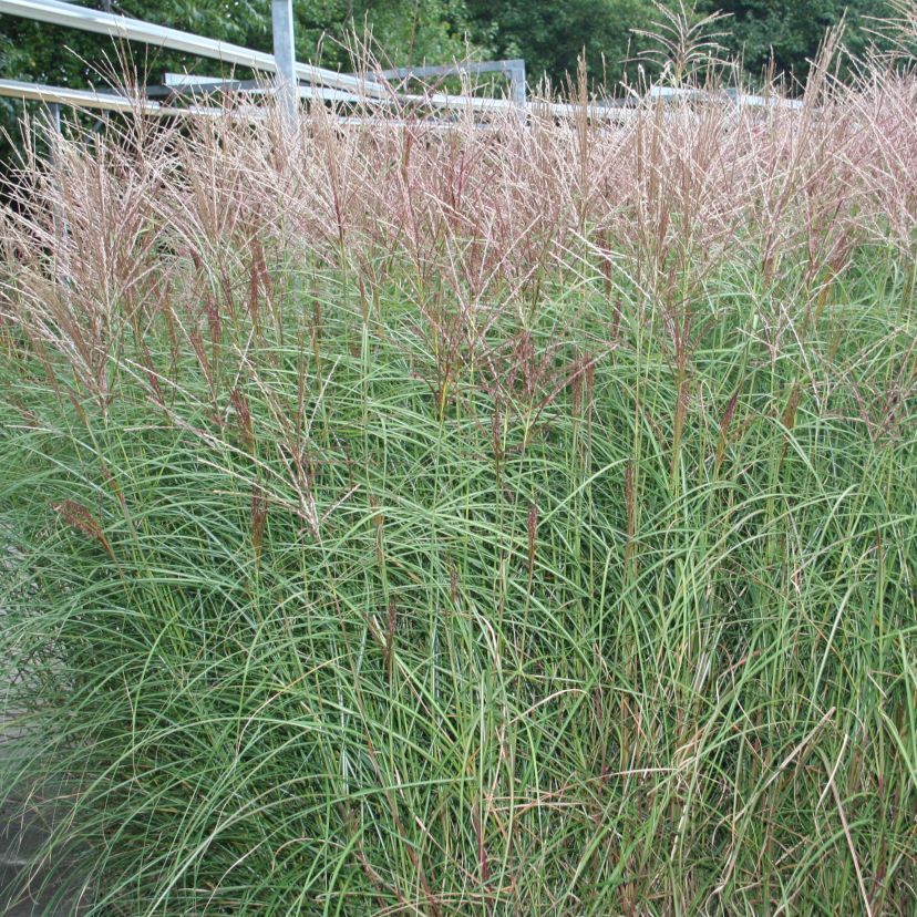 Miscanthus sinensis 'Graziella'