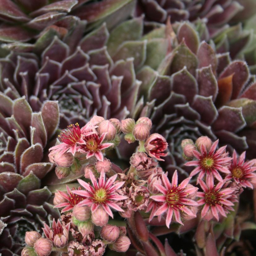 Sempervivum-Hybride 'Crimson Velvet'