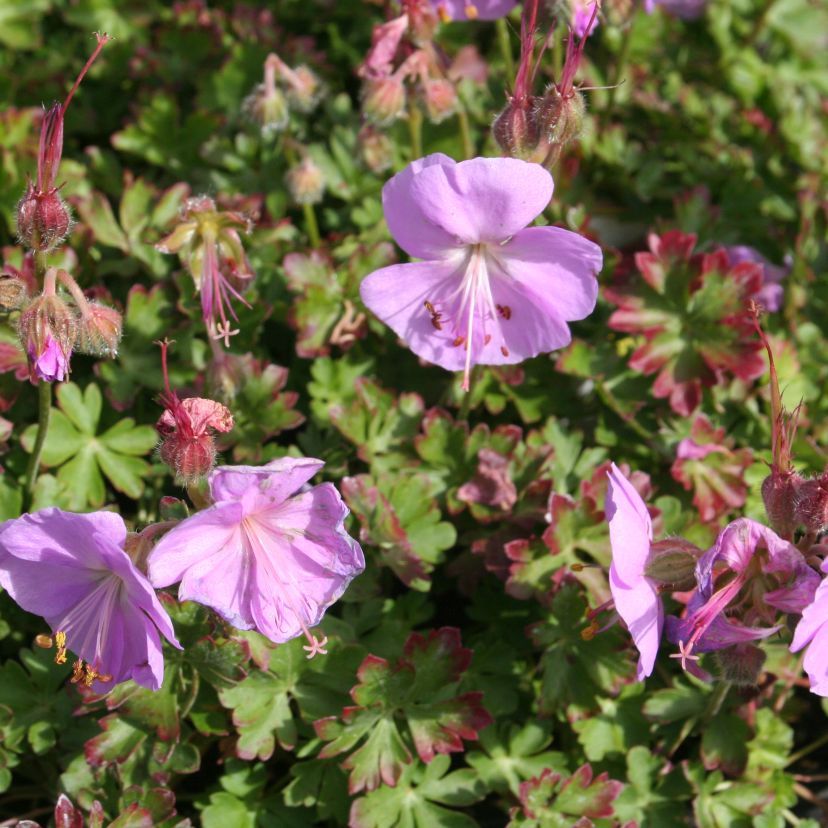 Geranium dalmaticum