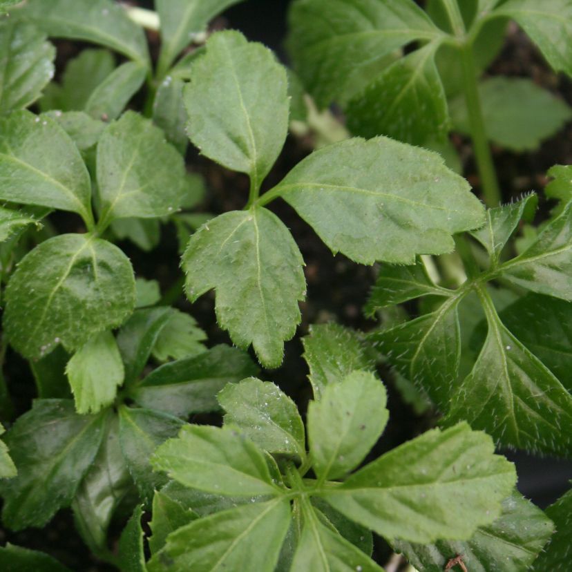 STM - Gynostemma pentaphyllum